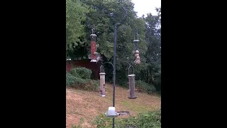 Lots of young blue tits.