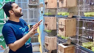 Tour of JB Aviary|| Jabar BUTT Birds Breeding Room|| LoveBirds Farming|| Birds Business|| Birds Farm