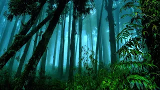 [WITH THUNDER...!] Intense Rain & Forest: Sounds of Nature to Ease Anxiety