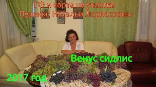 Виноград Венус на участке Пузенко Натальи Лариасовны