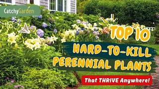 Top 10 HARD-TO-KILL Perennial Plants That THRIVE Anywhere! 🌼🏆🌿 // Gardening Ideas