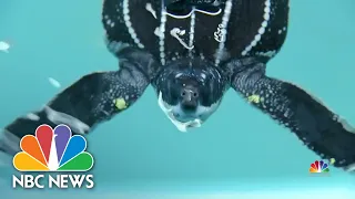 Climate Change Causing More Turtles To Be Born Female