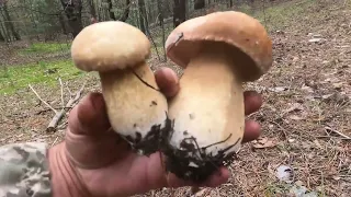 Грибное Эльдорадо.  Белые грибы полянами.
