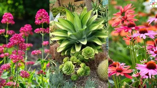 45 Best Drought Tolerant Plants that Grow In Lack of Water