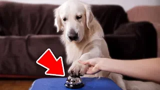 Funny Attempts to Teach My Dog How to Ring a Bell