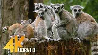 4K Zoo Animals - Relax Video with Floating Music | Urban Life