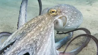 The Terrifying Thing You Didn't Know Octopuses Could Do