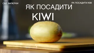 Як посадити ківі