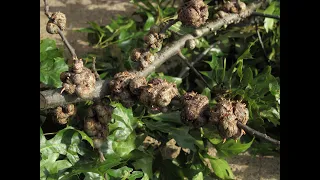 Managing Plant Galls with the Purdue Plant Doctor