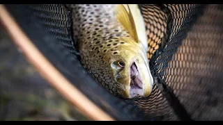 Yellowstone Fly Fishing 4k