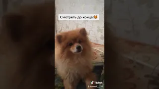 Шпиц сказал Мама🦊шок!!!