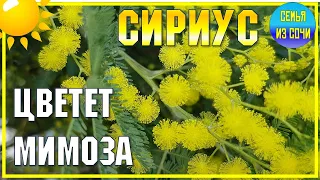 ШОК! ❗ В декабре 😱 зацвела мимоза | Субтропический рай в отдельно взятом городе