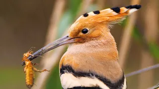 Eurasian hoopoe vs mole cricket | Film Studio Aves