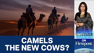 Are Camels the Cows of the Future? | Vantage with Palki Sharma