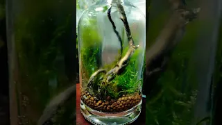 my terrarium plants 😊#terrarium #subscribe #viralreels #diy #viralshorts