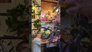 My secret orchid garden 😍 #orchids #orquideas #youtubeshorts