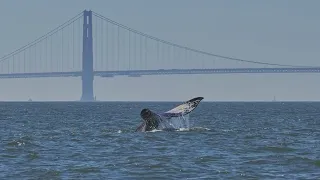 Gray Whale sets record with extended stay in San Francisco Bay