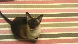 Siamese Cat Meowing