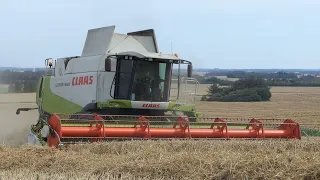 Claas Lexion 560 working hard in the field Harvesting Wheat | Harvest 2020 | DK Agriculture