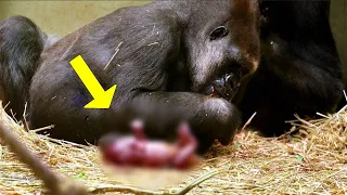 Cameras Filmed a Gorilla Giving Birth for the First Time. When She Got Up, the Keepers Screamed!