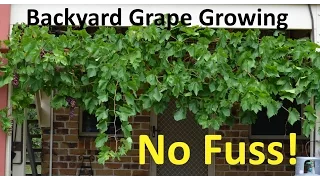 No Fuss Backyard Grape Growing Pruning Propagating