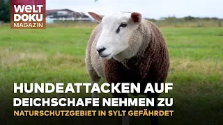 BEDROHTE SCHAFE AUF SYLT: Kampf gegen blutige Hundeattacken im Naturschutzgebiet |WELT Magazin Doku