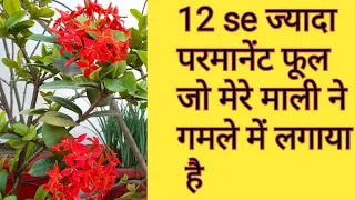 More than 12 Permanent Flower Plants With Name In My Terrace Garden 🌺 You Can Grow in Pot Summer