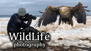 北海道の野生動物撮影！ WildLife photography オジロオオワシ編！【写真家】【動物写真家】part1