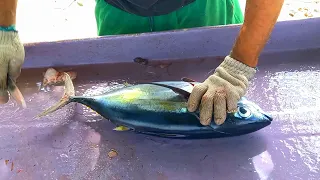 Tuna Fish Cutting Video | Indian Ocean Fish Cutting In Maldives