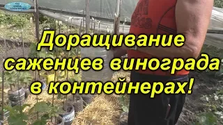 Отличный способ доращивания саженцев винограда в контейнерах.