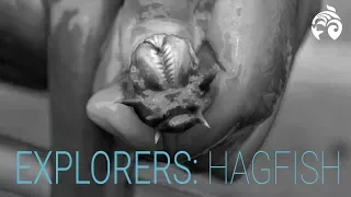 The Hagfish and its Gross but Amazing Slime Super Power | Explorers | Ocean Wise