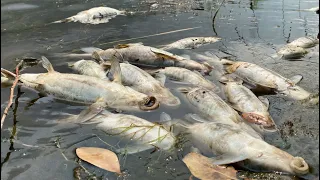 Tribal official speaks on thousands of dead fish found in Klamath River