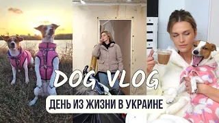 DOG VLOG: Жизнь в Харькове | Тревоги | Наша Рутина | Ремонт Квартиры | Лечение Собак | Учеба