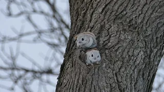 Flying squirrel that lives in Japan.Cute facial expressions and gestures. / エゾモモンガ