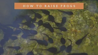 How to raise frogs || how to raise frogs at home || how to raise frogs from eggs