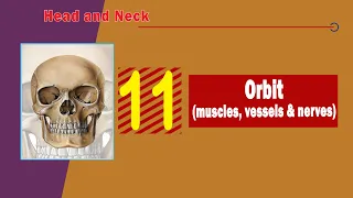 11. Orbit (muscles, vessels, and nerves)