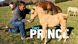 Our Tiny Foal Has GROWN! - Horse Herd Update