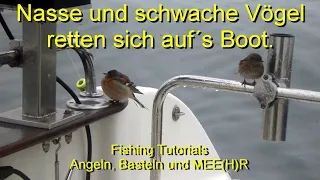 Nasse und schwache Vögel retten sich auf´s Boot