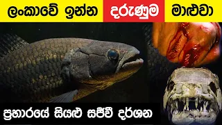 Most Aggressive Fresh Water Fish Attack - Aimara | Animal Zone