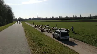 Pastores y su rebaño de ovejas  de Bürgel Offenbach am Main  Hirten und ihre Schafherde Offenbach