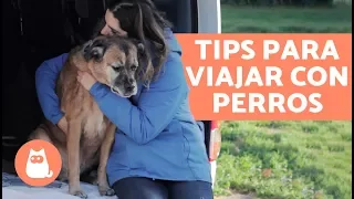 TIPS PARA VIAJAR con tu PERRO 🐶