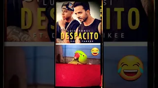 Parrot Dancing on Despacito😂#despacito #parrotdancing #samsunggalaxys21fe5g