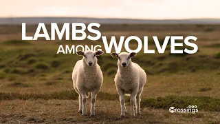 Lambs Among Wolves