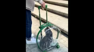 portable cat carrier for travel