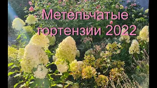 Метельчатые гортензии  2 сентября 2022, Цветущие 20 сортов . Сравнение и лучшие сорта.