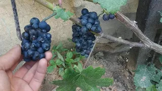 Обзор виноградника в Минске на середину августа 2021