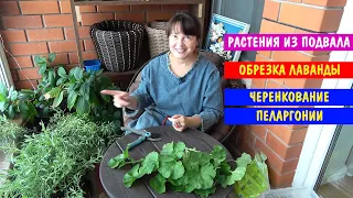 В ПРЕДВКУШЕНИИ ВЕСНЫ! Растения проснулись! Ели Коника сгорели! Пеларгонию из черенков.