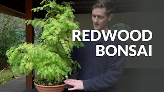 Redwood Bonsai care (Metasequoia and Sequoia)