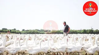 AMAZING GOOSE FARMING-MODERN GOOSE FARM TECHNOLOGY-INCREDIBLE POULTRY FARMING-GOOSE FACTORY-PRODUCTS