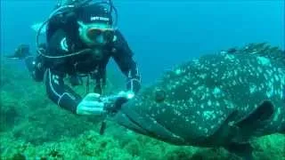 Scuba Diving Buceo Ploonge Mergulho Azores São Miguel Island Ponta Delgada